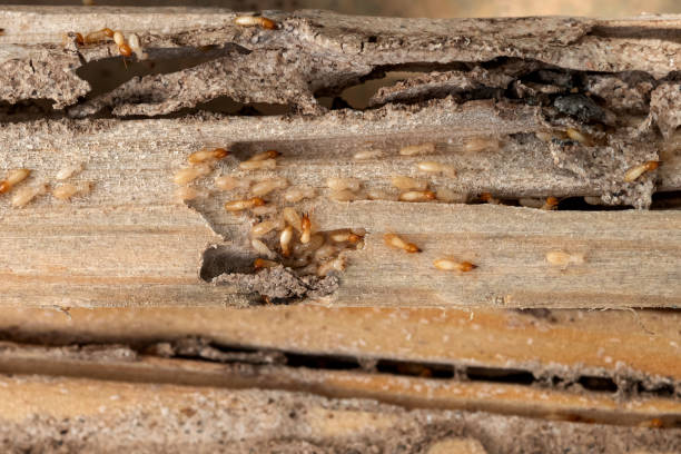 Insect Control in Coupeville, WA